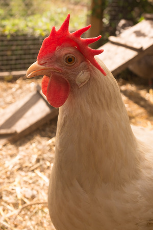 Funny  White hens standing near coop doorの写真素材