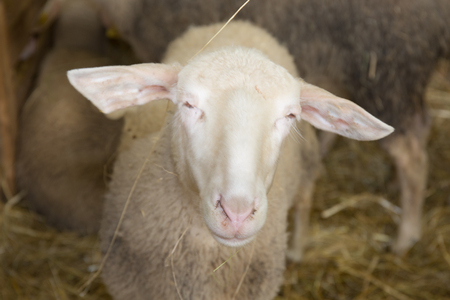Front view of a Sheep looking at cameraの写真素材