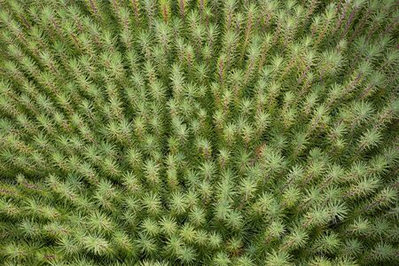 Overhead shot of common green succulent plantsの写真素材