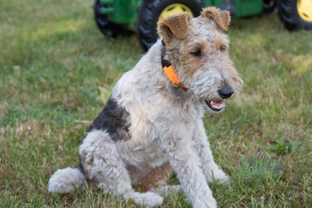Fox Terrier on the grass in a garden waitingの写真素材