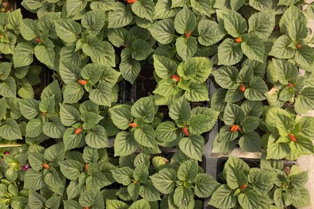 Plant pots and flowers pots in a big market gardenの写真素材