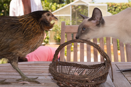 Hens on a table on the gardenの写真素材