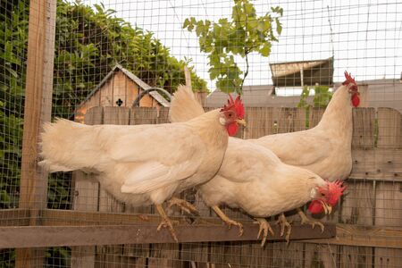 Red hens drinking water from pot on groundの写真素材