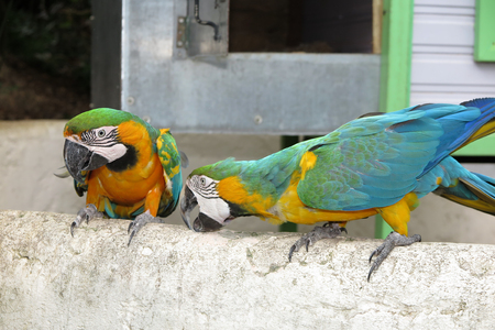 Beautiful Parrots on summertime