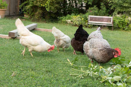 flock of chickens grazing on the grassの写真素材