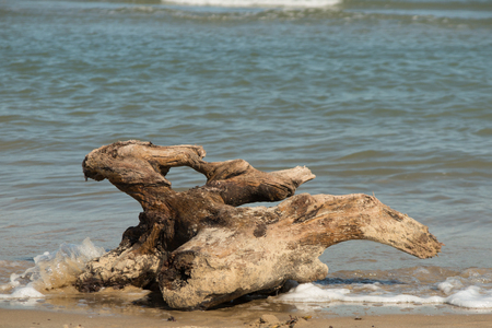 Driftwood on the ocean  beach at summertimeの写真素材
