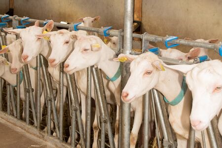 Domestic goats in the farm waiting foodの写真素材