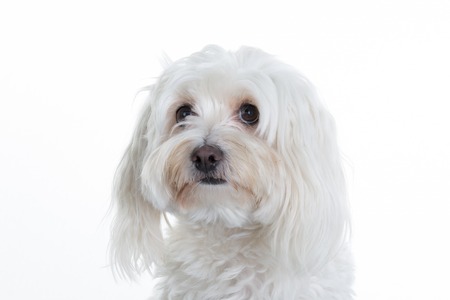Maltese, 2 years old, sitting in front of white backgroundの写真素材