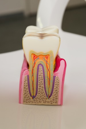 Human tooth cross-section at the dentist roomの写真素材