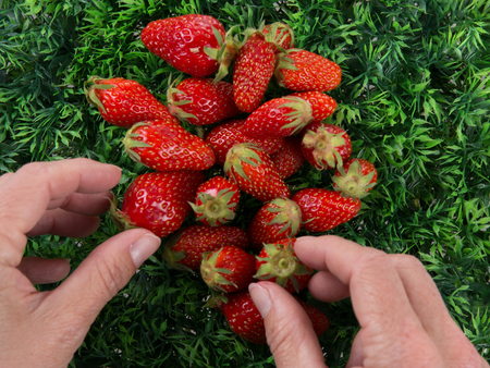 Ripe strawberry and raspberries isolated on a green backgroundの写真素材
