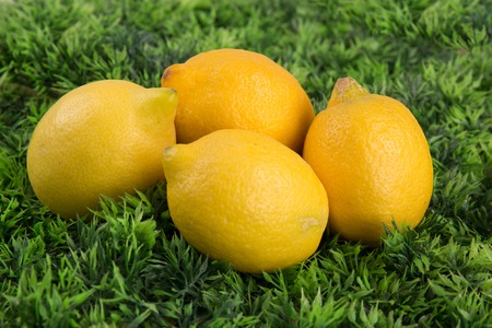 Fresh lemons on green background, profile viewの写真素材