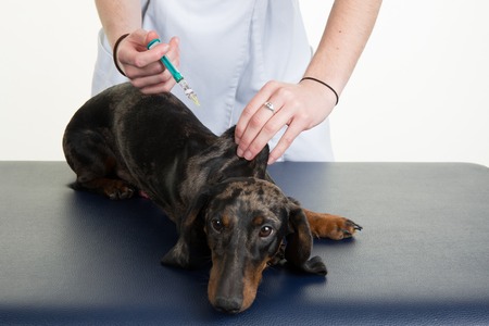 Vet giving an injection to a dog, dog in front of white backgroundの写真素材