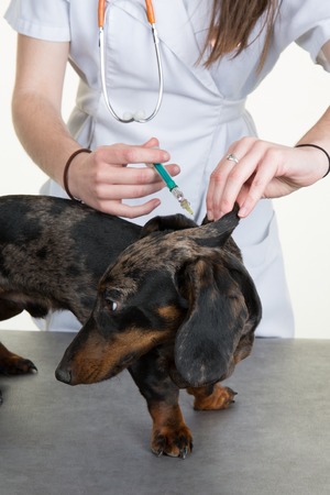 Female hands of the Vet giving an injection to a dogの写真素材