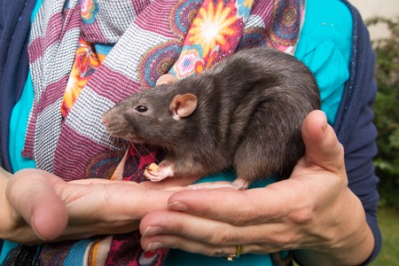 Home rat is sitting on the girl's hands outsideの写真素材