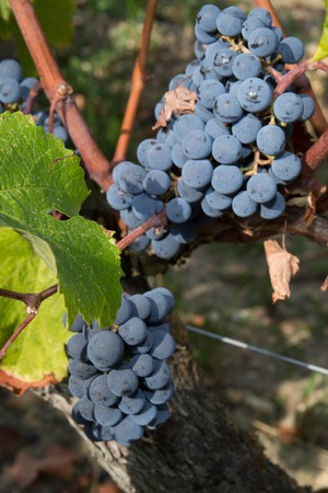 Single bunch of Shiraz grapes on vineの写真素材