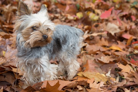 Yorkshire Dog on the autumn leaves outsideの写真素材