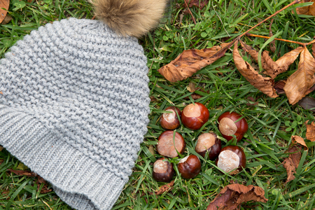 The season of chestnuts. Chestnuts on the grass with hat.の写真素材