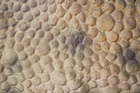 prehistoric trex skin using for wallpaper or background