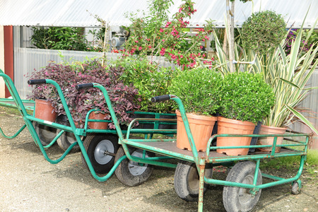 Wagons with plants in wait in the commercial garden centerの写真素材