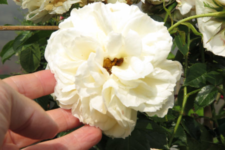 woman hand grabs a rose white flower in the gardenのeditorial素材