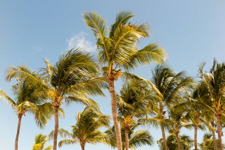 palm trees on the background of a beautiful sunlightの写真素材