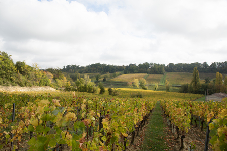 view of a vineyard with ripe grapes in bordeaux france country at sunset