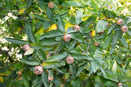 Healthy Medlars in fruit tree Mespilus germanica, Crataegus germanica, medlar, Mispel
