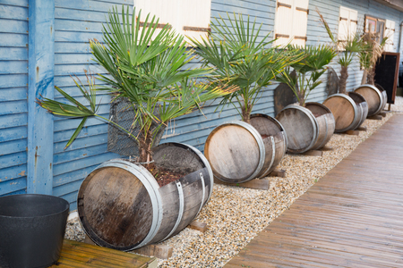 Small palm trees on the edge of the road tidy up in barrelsの写真素材