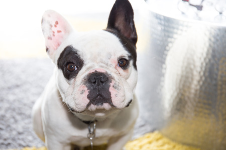 French Bulldog portrait outddor white and black small dogの写真素材