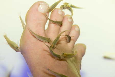 Fish Spa pedicure Rufa Garra Skin Therapy treatment. Feet and fish in clear water
