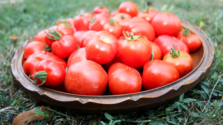 Fresh colorful tomatoes in nature in Woven Basket sunny gardenの写真素材