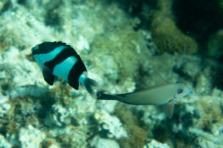 Fishes in corals underwater world