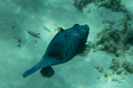 fish underwater in tropical sea oceanの写真素材
