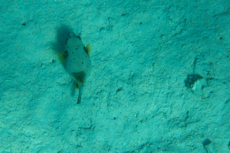 Tropical fish and sea corals in the ocean