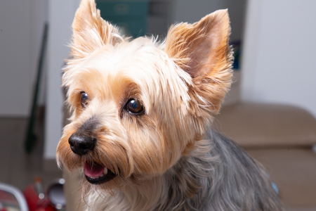 Closeup portrait of yorkshire terrier dog sitting at home sofaの写真素材