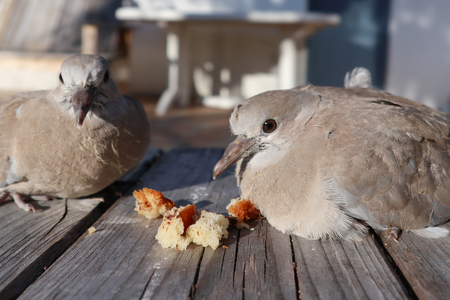 couple turtledove Eurasian collared dove (Streptopelia decaocto) eating some bread outdoor home gardenの写真素材