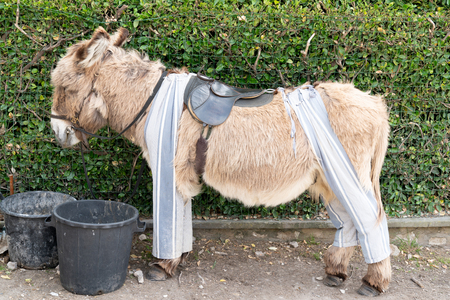 brown Poitou donkey in typical pant in Saint Martin de Re, Franceの写真素材
