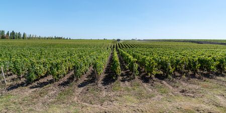 Chateau vineyard in Medoc Margaux in Bordeaux, France