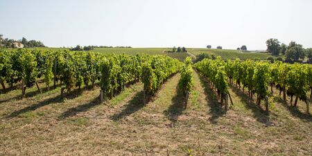Vine in Medoc region close to Bordeaux vineyard in web banner template headerの写真素材