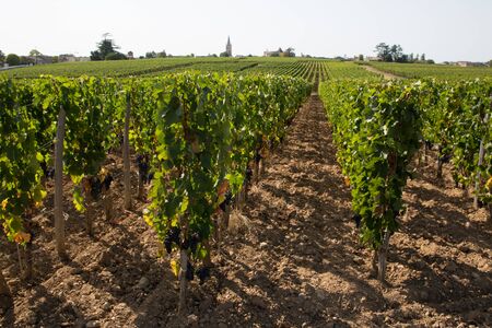 French vineyard in Medoc Bordeaux grape wine farming summer day