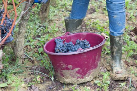 worker picking grapes in vineyard in grape harvesting time