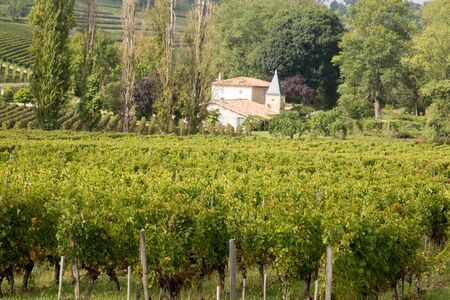 Sun landscape in bordeaux vineyards of Saint Emilion Aquitaine region wine Franceの写真素材