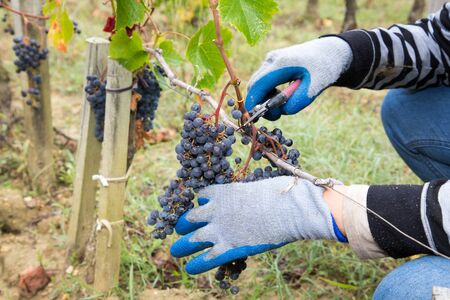 Man hands harvesting black grapes in the vineyard Bordeaux