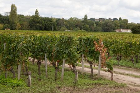 Vineyards in Saint-Emilion