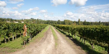 alley in saint emilion rows of vineyard