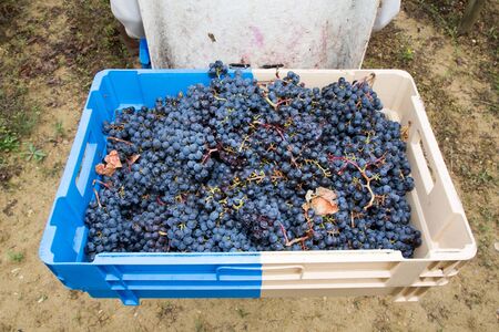Grapes harvest of vineyard red grape for wine