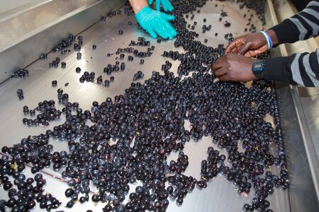 making wine sorting grapes to make juice during the grape harvestの写真素材