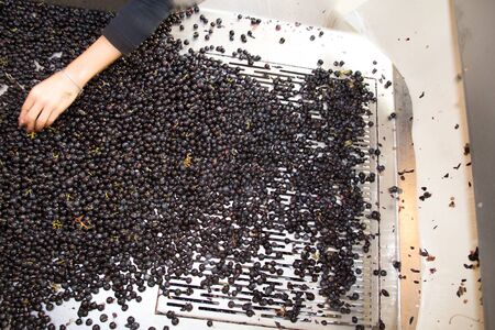 hand sorting grapes steel modern winery machine with red grapeの写真素材