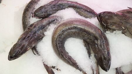 Fresh Hake fish on ice for sale at seafood marketの写真素材