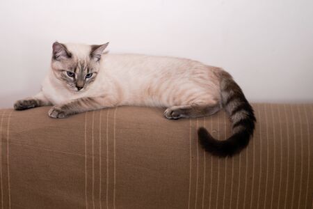 full length lying home sofa siamese catの写真素材